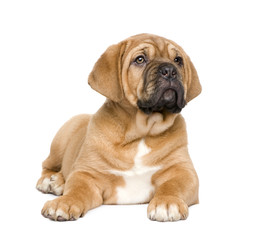 Obraz premium Dogue de Bordeaux puppy (2 months)