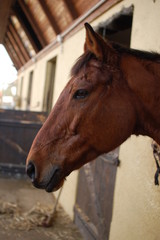 Fototapeta premium cheval