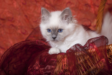 chaton sacré de birmanie au regard songeur