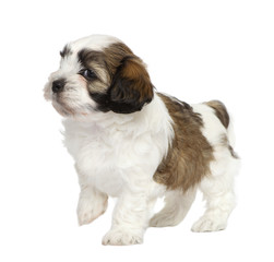Mixed-Breed puppy in front of a white background