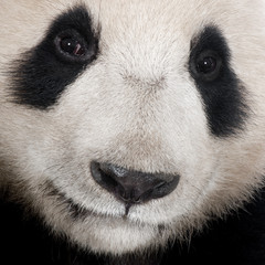 Fototapeta premium Giant Panda (18 months)