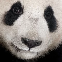 Crédence de cuisine en verre imprimé Panda Panda Géant (18 mois)
