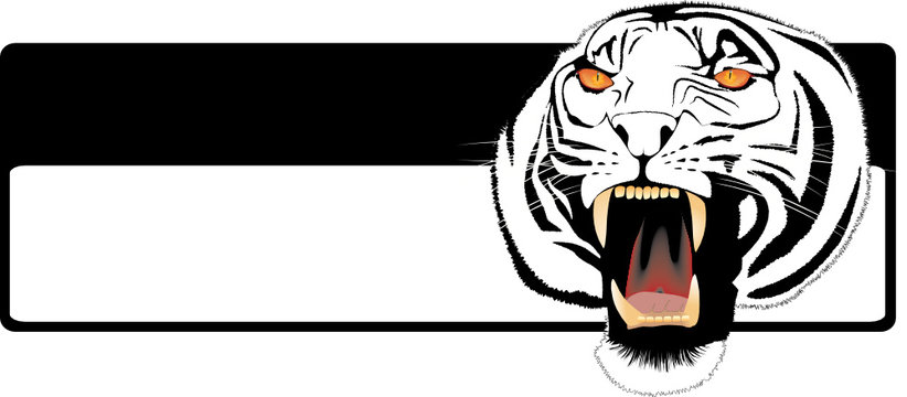 Muzzle of the growling shown furious tiger