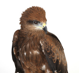hawk