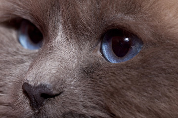 regard intense d'un sacré de birmanie aux yeux bleus