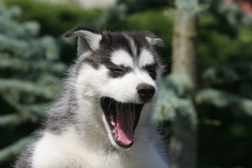 Obraz premium le chiot husky baille de face