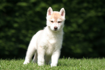 le jeune husky penché de face