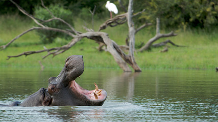 Fototapeta premium Flußpferd droht mit aufgerissenem Maul