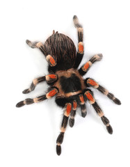 tarantula