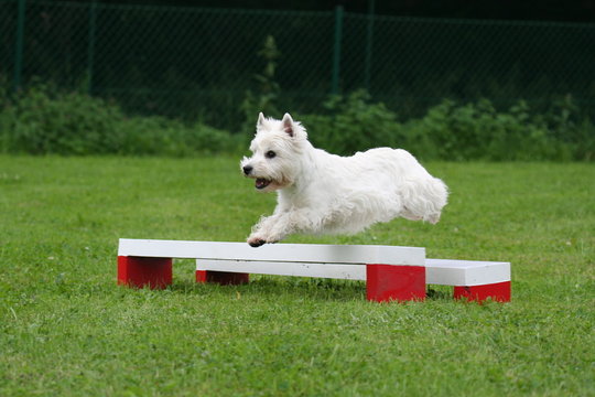 le saut de haie du terrier d'&eacute;cosse au concours d'agility