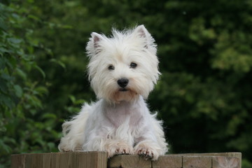 craquant west highland white terrier de face en portrait