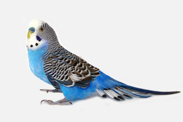 Blue wavy parrot on light background