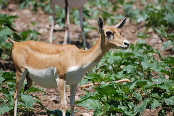 gazelle