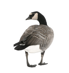 Mixed-Breed goose between Canada Goose and Barnacle Goose  (+/-
