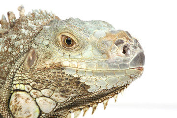 iguana