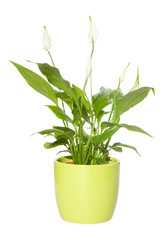 Spathiphyllum ( spath,  peace lily) in a pale green pot isolated