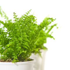 row of small ferns in white pots, isolated, corner composition