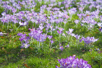 flowering crocuses background