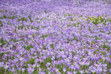 Naklejka premium flowering crocuses background