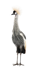 Grey Crowned Crane - Balearica regulorum (18 months)