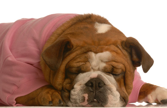 female english bulldog in pink sweater sleeping