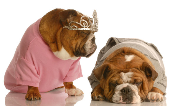 english bulldog tired of another dog giving the diva routine..