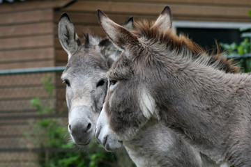 twin donkey