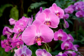 Naklejka na ściany i meble Pink Phalaenopsis Orchids (Moth Orchids)