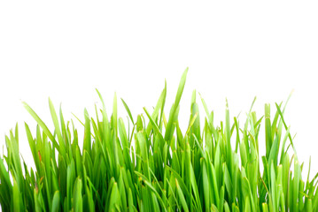 Grass 1