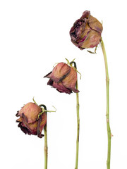 Row of 3 old dried red roses against a white background