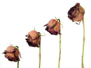 Fototapeta premium Row of 4 old dried red roses against a white background