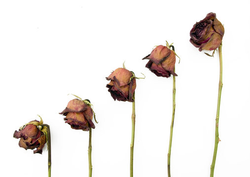 Fototapeta Row of 5 old dried red roses against a dark background