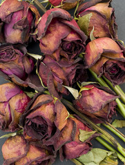 Old dried roses against a dark background