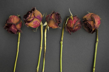 Row of 5 old dried red roses against a dark background