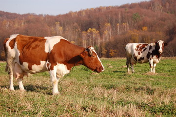 spotted cows on the autumn fields - obrazy, fototapety, plakaty