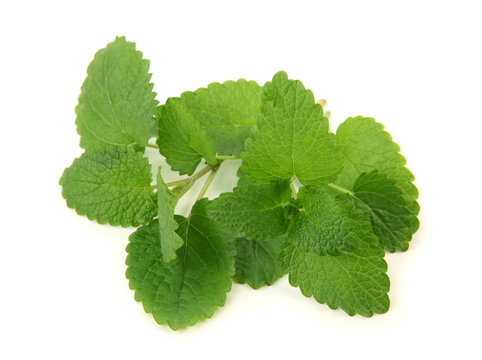 Lemon Balm  Isolated On White Background