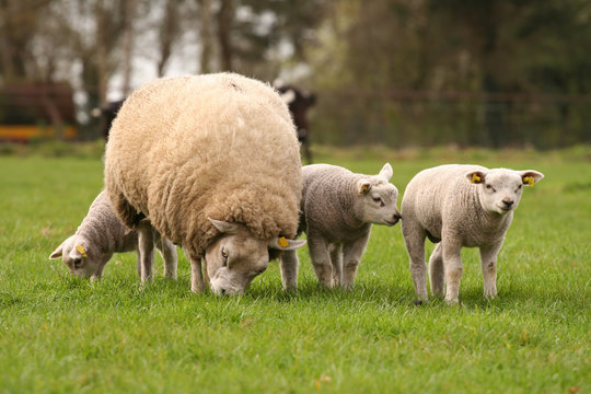 Three little lambs with their mother eating grass