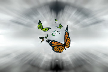 mariposas © juanjo
