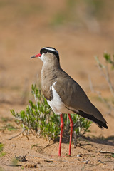 Plover