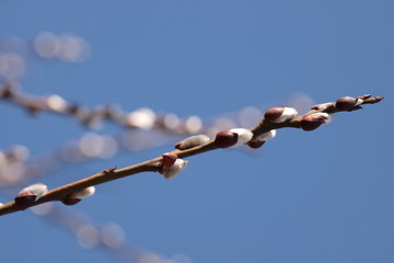 Twigs of willow with catkins