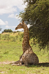 Giraffe