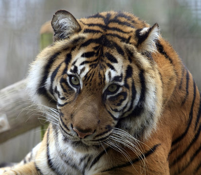 Male Tiger