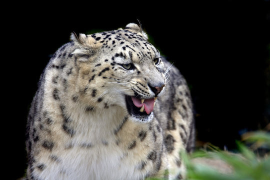 Male snow leopard