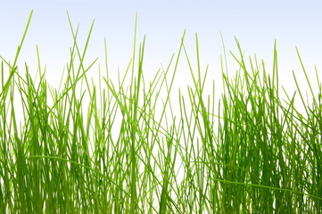 grass