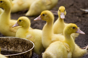 Entenküken, ducklings