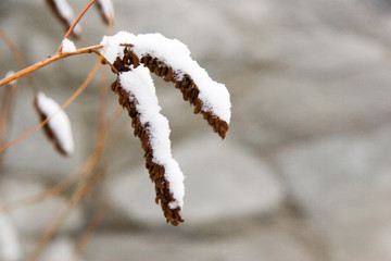 branch in snow