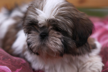 Shih Tzu-Welpe