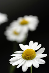 Fototapeta premium white chamomile on gray background