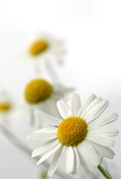 white chamomile on white background