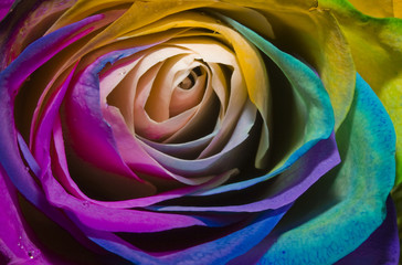 Fototapeta na wymiar rose tęczy